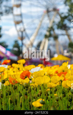 Besucher bewundern die Masse der bunte Tulpen an der Floriade 2019, Canberra, ACT, Australia. Stockfoto