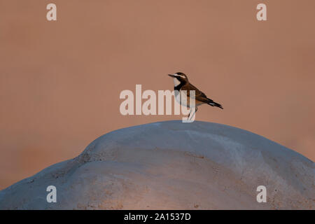 Angeschnittene Ärmel Steinschmätzer Stockfoto