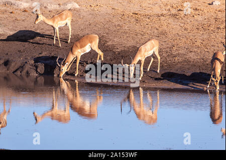 Eine Gruppe von Impalas - Aepyceros melampus - trinken aus einem Wasserloch im Etosha National Park, Namibia. Stockfoto