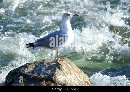 Möwe auf Fels in der rauhen Fluss Stockfoto