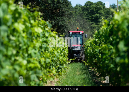 Saint-Medard-d'Eyrans (Südwesten Frankreichs). Anbau und die Behandlung von Bordeaux Reben (Südwesten Frankreichs). Rote Traktor auf einem Grundstück des Chateaus Stockfoto