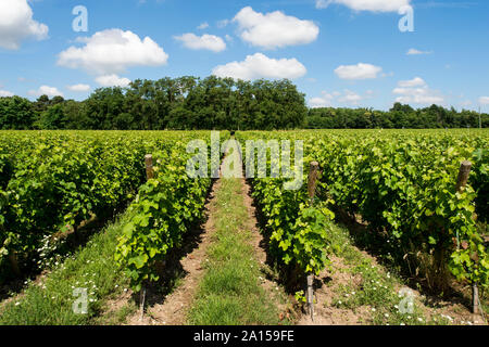 Saint-Medard-d'Eyrans (Südwesten Frankreichs). Bordeaux Weinregion, Grundstück des Chateau d'Eyran Weinberg. Gras zwischen den Reihen von Reben Stockfoto