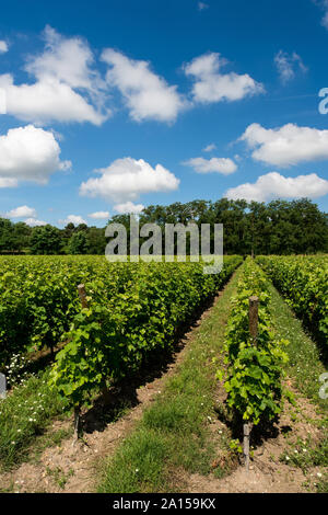 Saint-Medard-d'Eyrans (Südwesten Frankreichs). Luftaufnahme des Bordeaux, Weinbaugebiet, Grundstück des Chateau d'Eyran Weinberg. Gras zwischen den Stockfoto