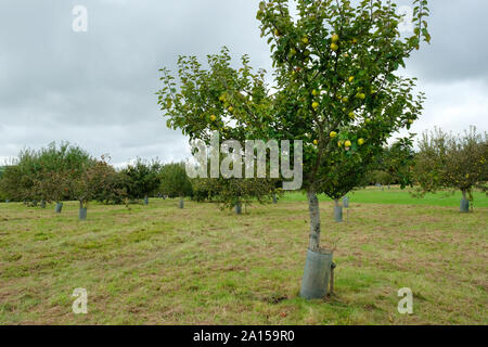 Englisch Apple Orchard - Johannes Gollop Stockfoto