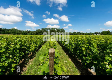 Saint-Medard-d'Eyrans (Südwesten Frankreichs). Bordeaux Weinregion, Grundstück des Chateau d'Eyran Weinberg. Gras zwischen den Reihen von Reben Stockfoto