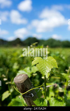 Saint-Medard-d'Eyrans (Südwesten Frankreichs). Luftaufnahme des Bordeaux, Weinbaugebiet, Grundstück des Chateau d'Eyran Weinberg. Weinblatt, Detail Stockfoto