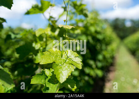 Saint-Medard-d'Eyrans (Südwesten Frankreichs). Luftaufnahme des Bordeaux, Weinbaugebiet, Grundstück des Chateau d'Eyran Weinberg. Weinblatt, Detail Stockfoto