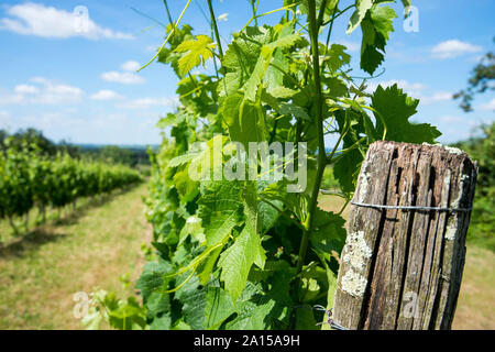 Saint-Medard-d'Eyrans (Südwesten Frankreichs). Luftaufnahme des Bordeaux, Weinbaugebiet, Grundstück des Chateau d'Eyran Weinberg. Beginn einer Ro Stockfoto