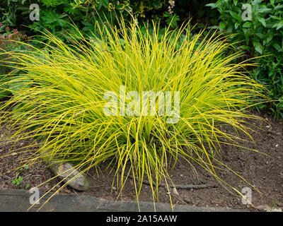 Eine gut gewachsenen Büschel der Bowles golden Segge Carex elata Aurea Stockfoto