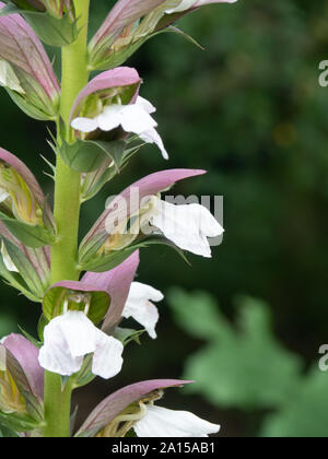 Eine Nahaufnahme von einer Gruppe von röschen von Acanthus Mollis Stockfoto