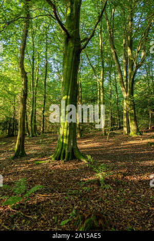 Reifen Buche im Spätsommer in South Wales. Stockfoto
