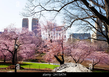 Blooming Cherry Tree Kwanzan im Central Park von New York Stockfoto