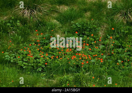 Avens (geum) Blumen in Plana moumtain, Bulgarien Stockfoto