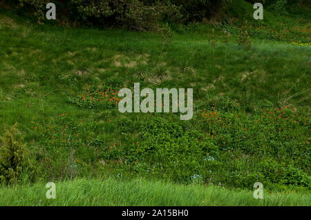 Avens (geum) Blumen in Plana moumtain, Bulgarien Stockfoto