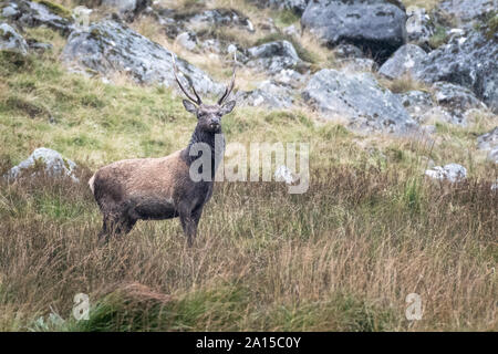 Sika Hirsch mit Geweih, kurz bevor die Furche in den Wicklow Mountains National Park bereit Stockfoto