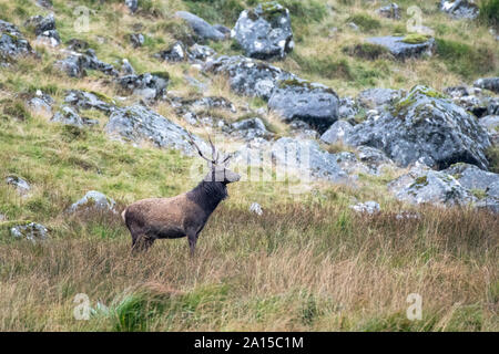 Sika Hirsch mit Geweih, kurz bevor die Furche in den Wicklow Mountains National Park bereit Stockfoto