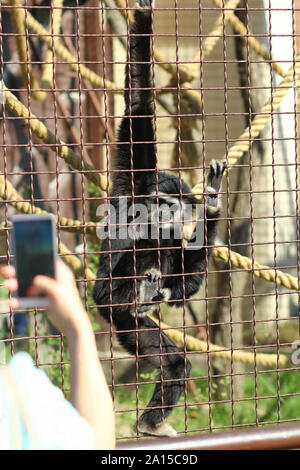 Frau unter Bild der lar Gibbon in zoo Gehäuse hinter metal Bars Stockfoto