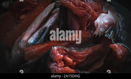 Lachs Kopf und Rahmen in eine Metallwanne vor dem Kochen. Vorbereitung Lachs Fish Head Suppe. Stockfoto