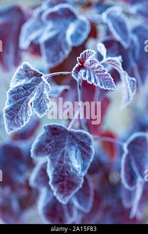 Die hellen Blätter mit Raureif bedeckt. Den ersten Frost. Close Up. Stockfoto