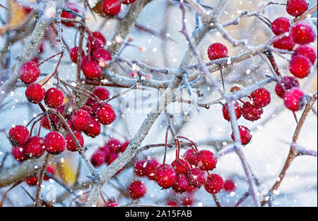 Reif Weißdornfrüchte auf einem Zweig. Selektive konzentrieren. Close Up. Stockfoto
