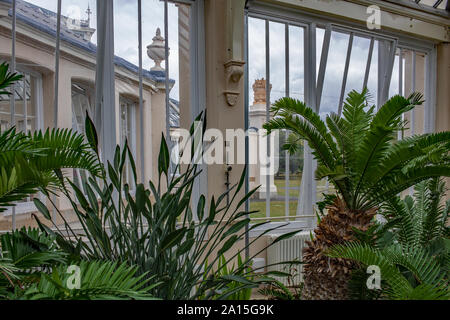 Palmen und andere Pflanzen, die in den gemäßigten House, einem viktorianischen Gewächshaus in Kew Gardens, Richmond, London, England, Großbritannien Stockfoto