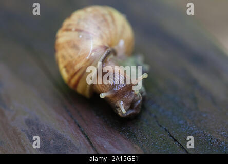 Schnecke Dahingleiten auf dem nassen Holz- Textur. Große Weichtiere Schnecken mit hellen braun gestreiften Oberteil, Helix pomatia, Weinbergschnecken, Roman Schnecke, Weinbergschnecke Stockfoto