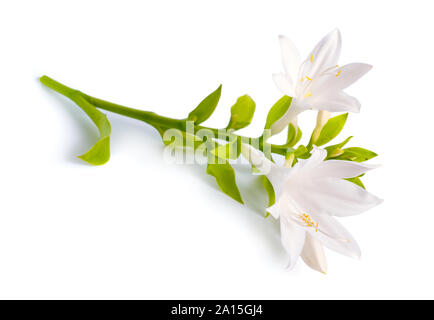 Blumen Hosta plantaginea auf weißem Hintergrund Stockfoto