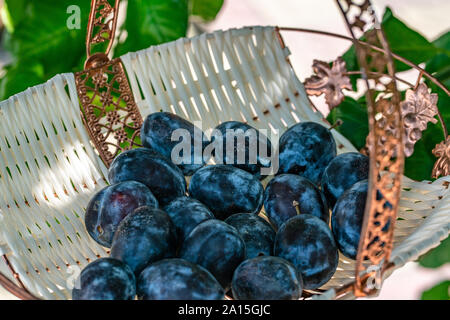 Korb voller Ovalen schwarzen Pflaumen auch bekannt als Frische Pflaumen Stockfoto