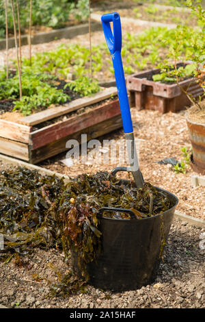 Zuteilung Grtnern in der UK-Algen als Mulch und Dnger auf angehobenen  Betten verwendet Stockfotografie - Alamy