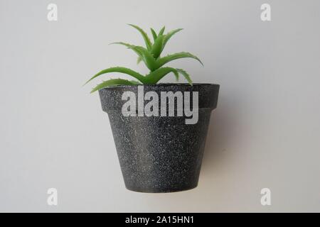 Topfpflanzen Kunststoff Pflanzen und Blumen für Dekorationen. Behälter aus Aluminium, Kunststoff, Keramik sowie Ton. Pflanzen gehören Kaktus, Kakteen, Wunder Stockfoto