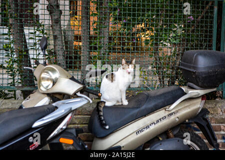 Katze sitzt auf dem Motorrad Parkplatz in Spanien Stockfotografie - Alamy