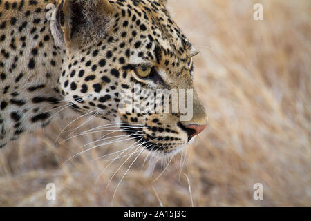 Stalking Leopard in Ruaha Nationalpark Stockfoto