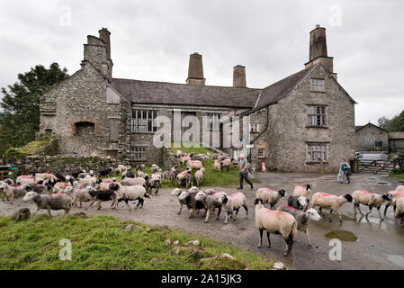 Herdwick und Swaledale Schafe vor Coniston Hall, Cumbria. Ein Grad II * denkmalgeschützte Gebäude. Stockfoto