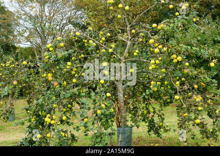 Apfelbaum voller Früchte - Johannes Gollop Stockfoto