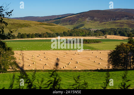 Blick über Schafe Heuballen und Kulturen auf einem Bauernhof in Schottland mit Hügeln im Hintergrund Stockfoto