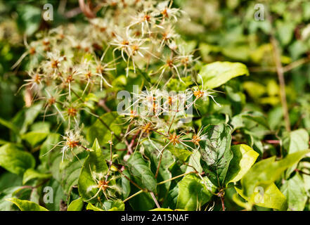 Schöne samen Cluster von Clematis vitalba - Traveller's Freude oder Old Man's Bart -, Klettern Strauch von invasive Pflanze, helle Samenköpfe gegen gre Stockfoto