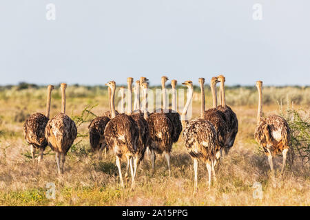 Namibia, Etosha Nationalpark, afrikanische Strauße, Struthio camelus, junge Tiere Stockfoto