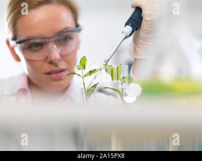 Pflanzenbiotechnologie, Wissenschaftler immer verschiedene Stämme von Pflanzenkrankheiten, Resistenzen zu entwickeln Stockfoto