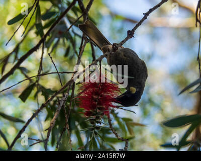 Australischer Vogel, Lewins Honigfresser, Nektar kopfüber aus einer Buschblume oder Callistemon, Grünblätter im Hintergrund, Australien Stockfoto