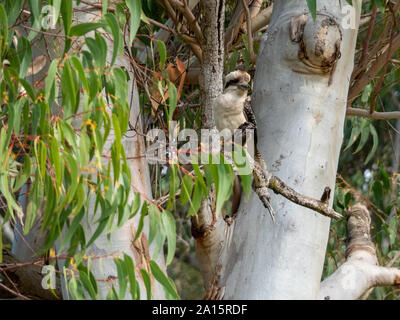 Der legendäre Kookaburra sitzt im alten Gummibaum auf einem Zweig und schaut zwischen Eukalyptusblättern, dem australischen Vogelhabitat, zu Hause Stockfoto