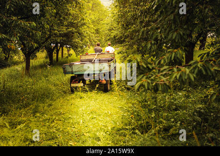 Zwei Menschen mit Traktor Transport geernteten Kirschen im Orchard Stockfoto