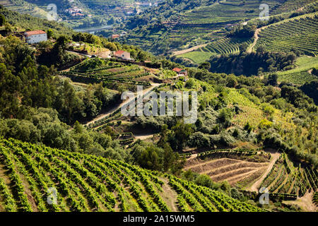 Hohen winkel Blick auf Weinberge auf Hügeln im Tal Stockfoto