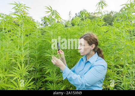 Frau mit Lupe Prüfung der Pflanze Hanf Hanf in einer Plantage Stockfoto