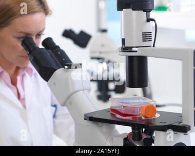 Zellbiologe anzeigen eine Flasche mit Stammzellen über ein inverses Mikroskop im Labor Stockfoto