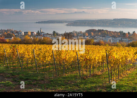 Deutschland, Baden-Württemberg, Überlingen, Weinberg im Herbst, Bodensee im Hintergrund Stockfoto