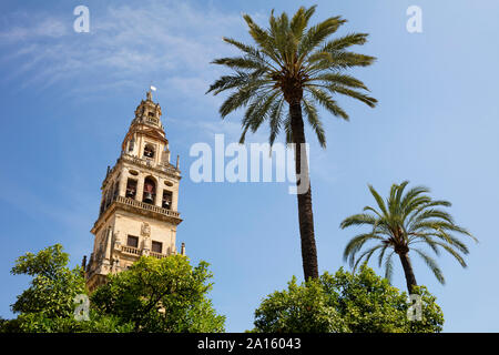 Spanien, Andalusien, Cordoba, Torre del Alminar der Moschee - Kathedrale und Palmen Stockfoto