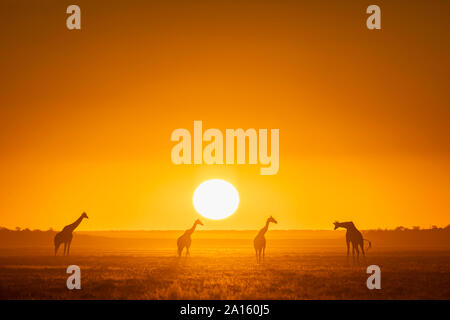 Afrika, Namibia, Etosha Nationalpark, Giraffen im Sonnenuntergang, Giraffa Camelopardalis Stockfoto