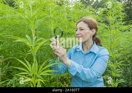 Frau mit Lupe Prüfung der Pflanze Hanf Hanf in einer Plantage Stockfoto