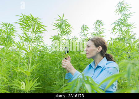 Frau mit Lupe Prüfung der Pflanze Hanf Hanf in einer Plantage Stockfoto