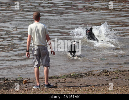 Ein Mann beobachtet, wie zwei Hunde laufen in Wasser ein Ball zu holen. Stockfoto